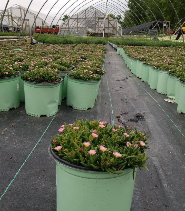 DELOSPERMA JEWEL DESERT `GARNET`