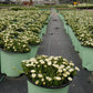 DELOSPERMA JEWEL DESERT `MOONSTONE`