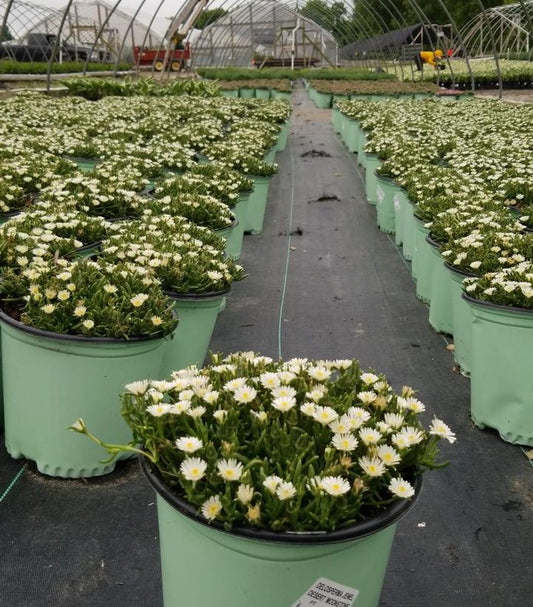 DELOSPERMA JEWEL DESERT `MOONSTONE`