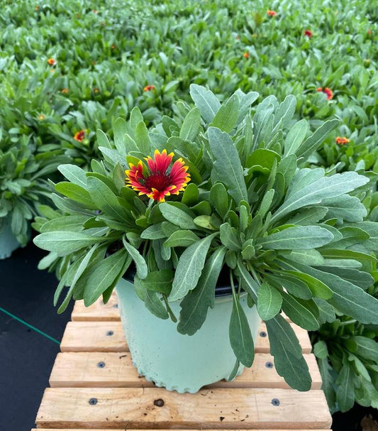 GAILLARDIA SPINTOP `ORANGE HALO`