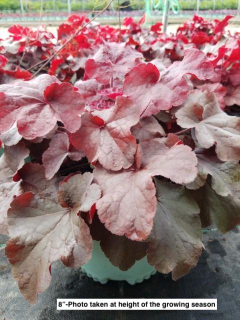 HEUCHERA NORTHERN EXPOSURE `RED`