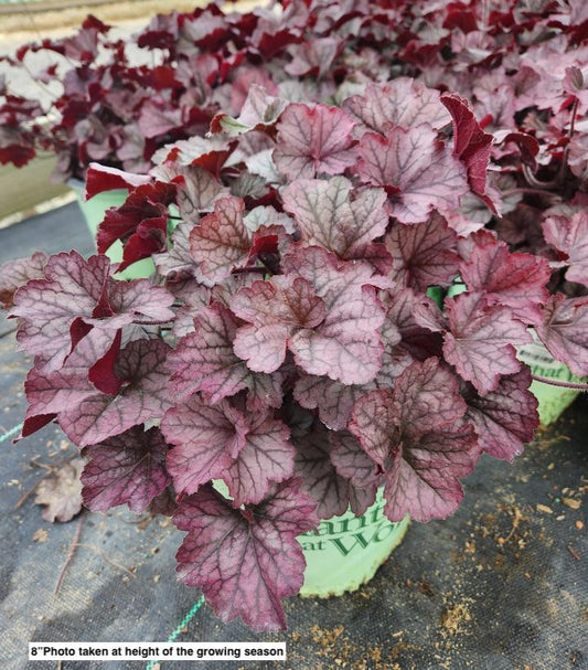 HEUCHERA NORTHERN EXPOSURE `SILVER`