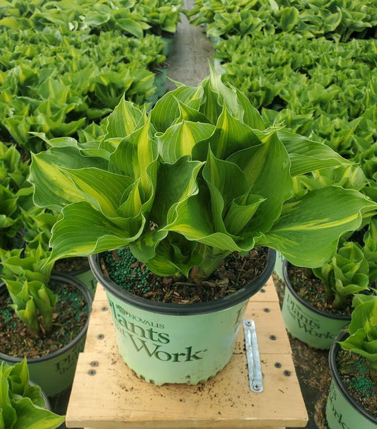 HOSTA `LAKESIDE PAISLEY PRINT`