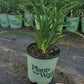 HEMEROCALLIS `RED HOT RETURNS`