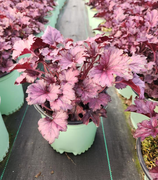 HEUCHERA `FOREVER PURPLE`