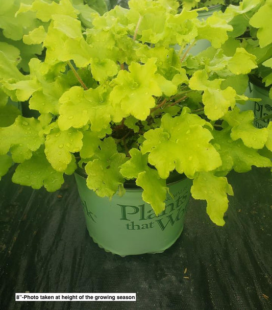 HEUCHERA `LIME MARMALADE`