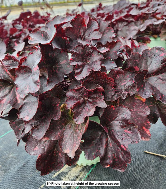 HEUCHERA `MIDNIGHT ROSE`