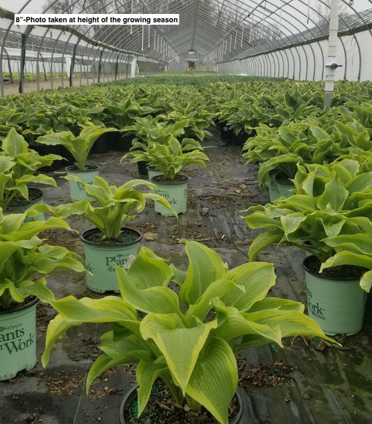 HOSTA `ATLANTIS`