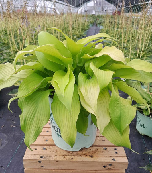 HOSTA `DANCING QUEEN`