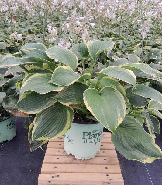 HOSTA `EARTH ANGEL`