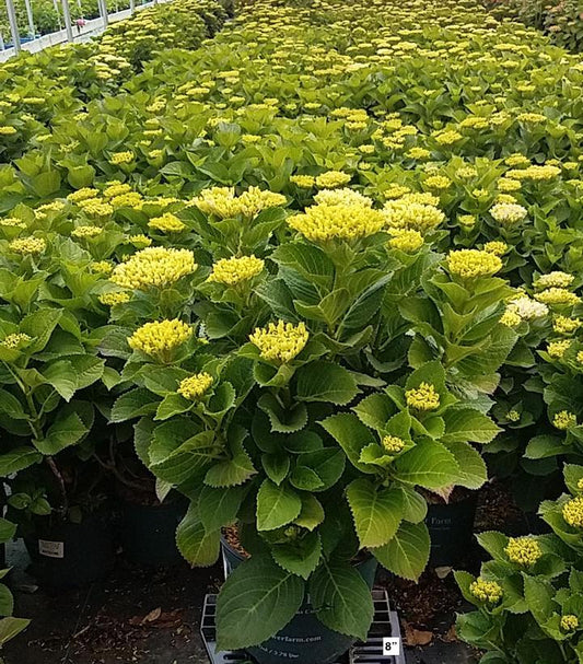 HYDRANGEA M MAGICAL® REVOLUTION