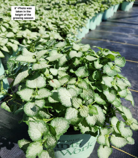 LAMIUM `PURPLE DRAGON`