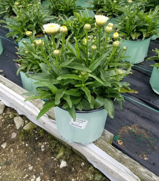 LEUCANTHEMUM `SPOONFUL OF SUGAR`