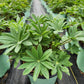 LUPINUS WESTCOUNTRY™ `TOWERING INFERNO`