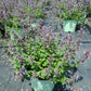 NEPETA `PICTURE PURRFECT`