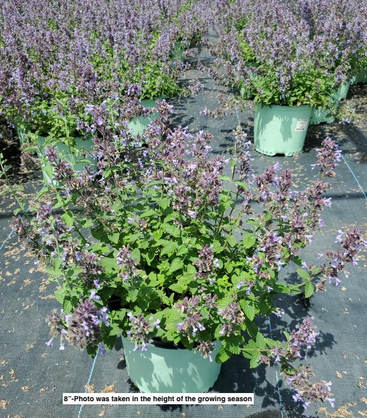 NEPETA `PICTURE PURRFECT`