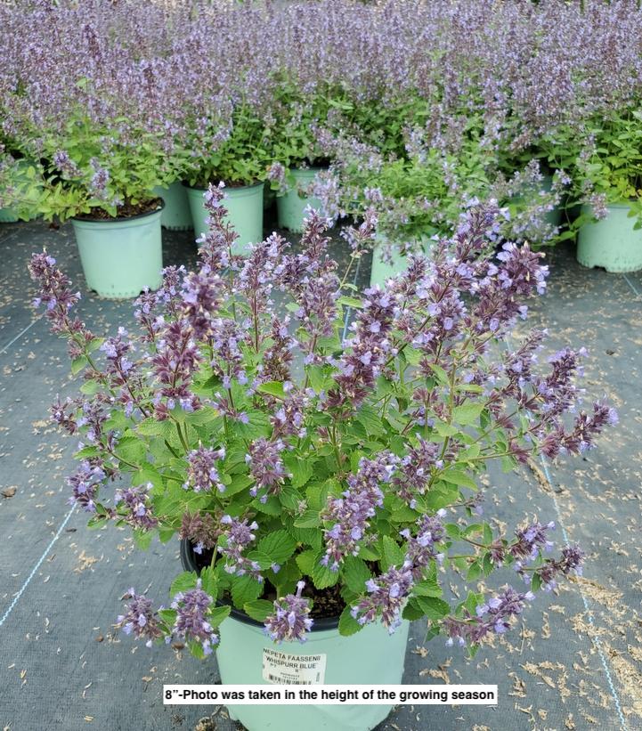 NEPETA FAASSENII `WHISPURR BLUE`