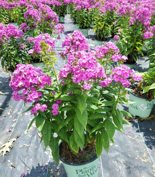 PHLOX P. KA-POW `PURPLE`