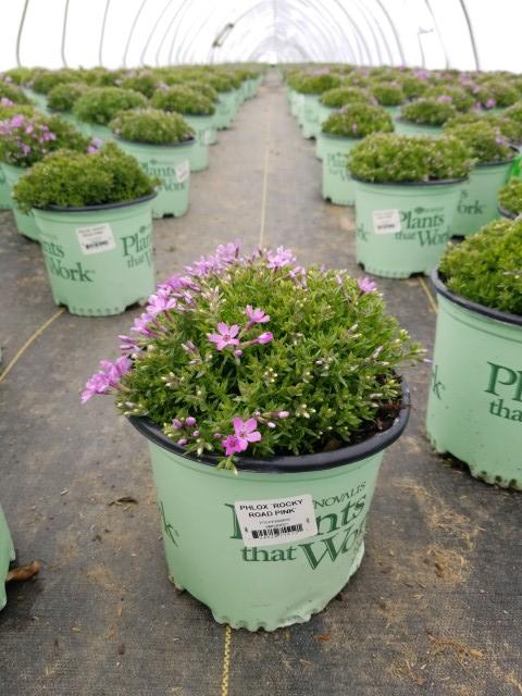 PHLOX `ROCKY ROAD PINK`