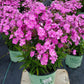 PHLOX X `BABY DOLL PINK`