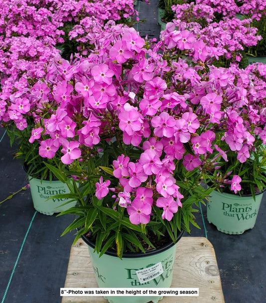 PHLOX X `BABY DOLL PINK`