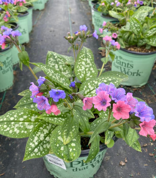 PULMONARIA `SHRIMPS ON THE BARBIE`