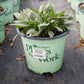 RUDBECKIA X `AMERICAN GOLD RUSH`