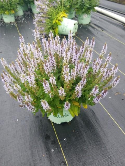 SALVIA BUMBLE `BUMBLESKY`