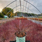 SCHIZACHYRIUM SCOPARIUM `CHAMELEON`