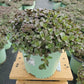 SEDUM SUN SPARKLER `FIRECRACKER`