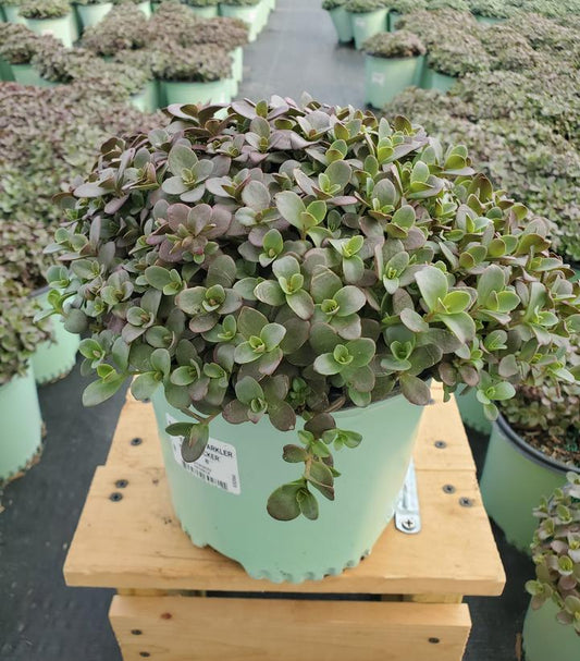 SEDUM SUN SPARKLER `FIRECRACKER`