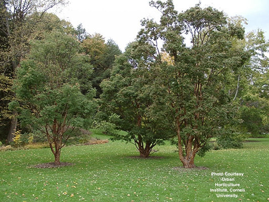 ACER GRISEUM