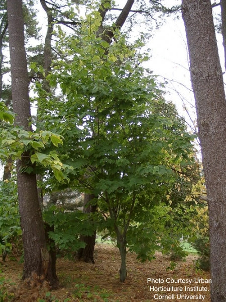 ACER PENSYLVANICUM