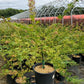 ACER PALMATUM `PEACHES & CREAM`