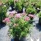 ACHILLEA `PINK GRAPEFRUIT`