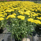 ACHILLEA FILIPENDULINA `MOONSHINE`