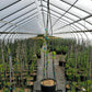 ACTINIDIA ARGUTA `ISSAI`