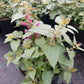 AGASTACHE `MORELLO`