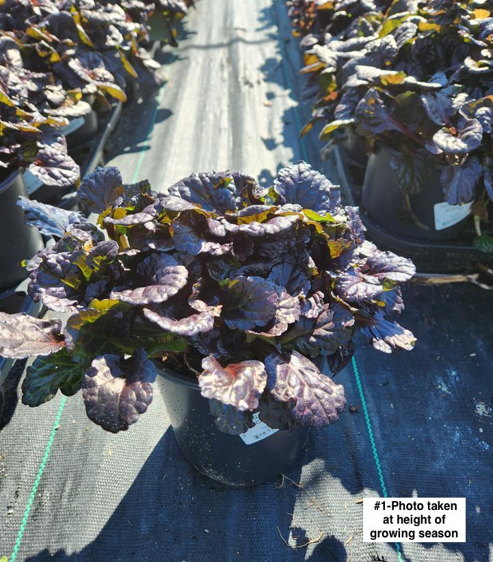 AJUGA `BLACK SCALLOP`