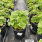 ALCEA `SPRING CELEBRITIES PURPLE`