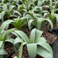 ALLIUM `GLOBEMASTER`