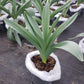 ALLIUM `MOUNT EVEREST`