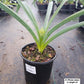 ALLIUM KARATAVIENSE