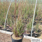 ANDROPOGON GERARDII `KARL`S COUSIN`