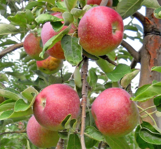 MALUS `CORTLAND` (APPLE)