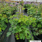 AQUILEGIA `BIEDERMEIR`
