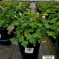 AQUILEGIA EARLYBIRD `PURPLE BLUE`