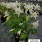 AQUILEGIA EARLYBIRD `WHITE`