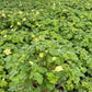 AQUILEGIA EARLYBIRD `YELLOW`