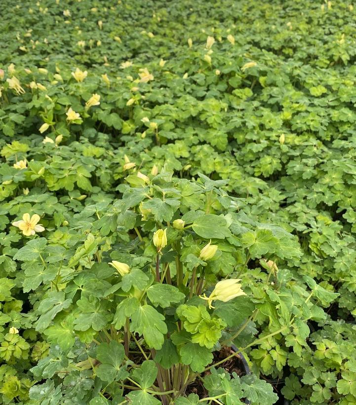 AQUILEGIA EARLYBIRD `YELLOW`